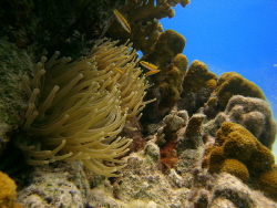 Shore diving off the coast of Bonaire there is a plethora... by Connor Finlen 